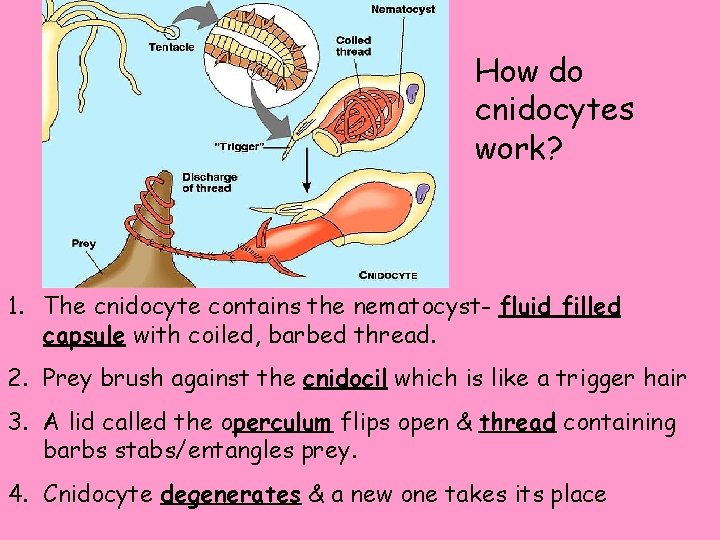 How do cnidocytes work? 1. The cnidocyte contains the nematocyst- fluid filled capsule with