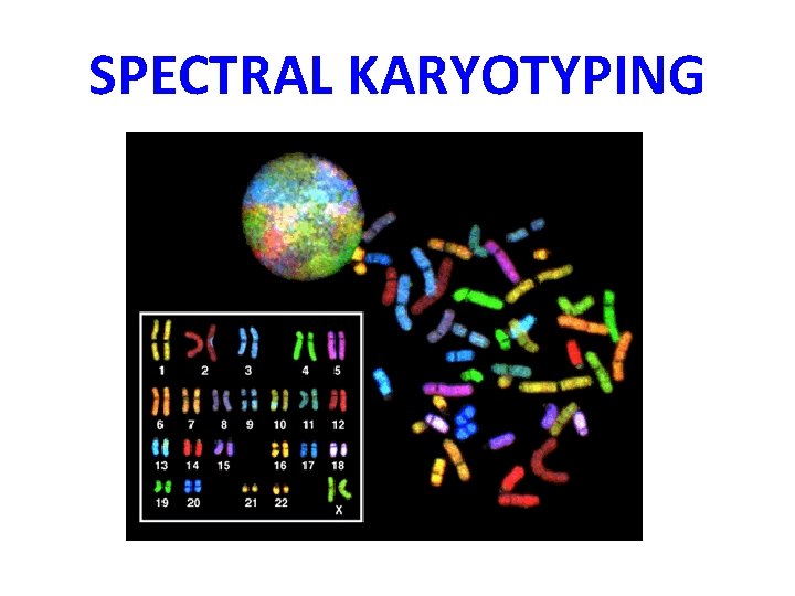 SPECTRAL KARYOTYPING 