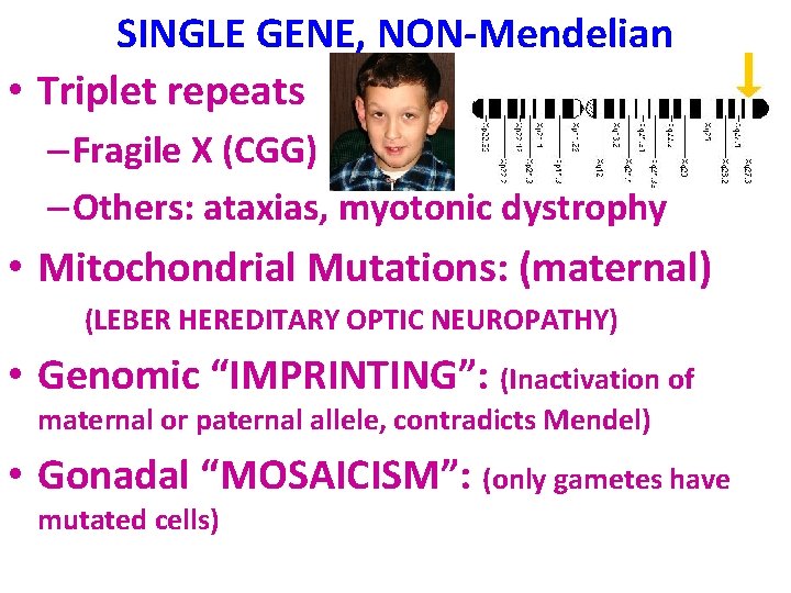 SINGLE GENE, NON-Mendelian • Triplet repeats – Fragile X (CGG) – Others: ataxias, myotonic