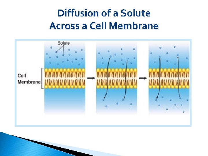 Diffusion of a Solute Across a Cell Membrane 