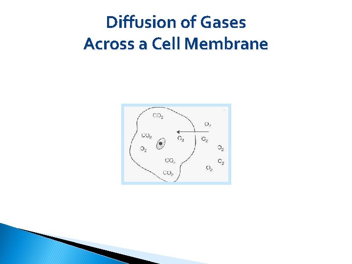 Diffusion of Gases Across a Cell Membrane 