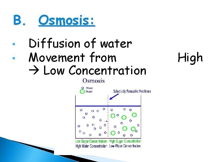 B. Osmosis: • • Diffusion of water Movement from Low Concentration High 
