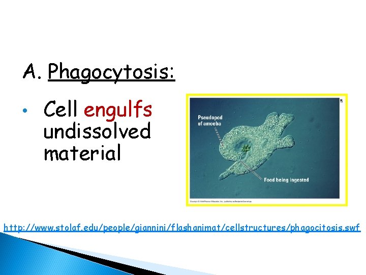 A. Phagocytosis: • Cell engulfs undissolved material http: //www. stolaf. edu/people/giannini/flashanimat/cellstructures/phagocitosis. swf 