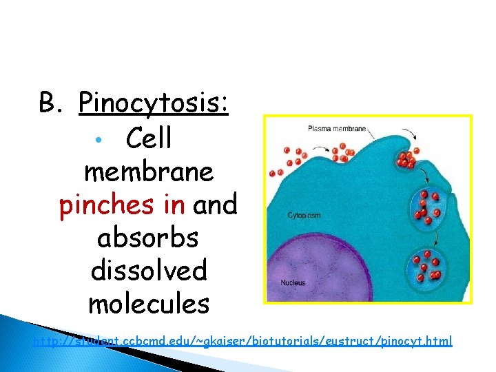 B. Pinocytosis: • Cell membrane pinches in and absorbs dissolved molecules http: //student. ccbcmd.