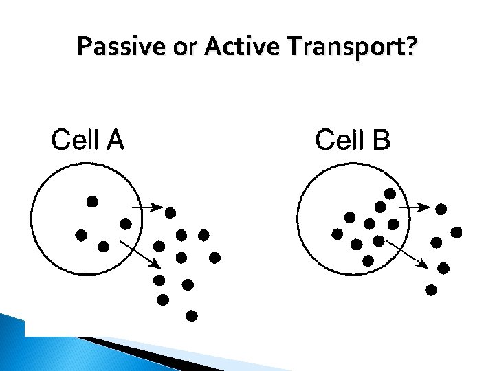 Passive or Active Transport? Active Passive 