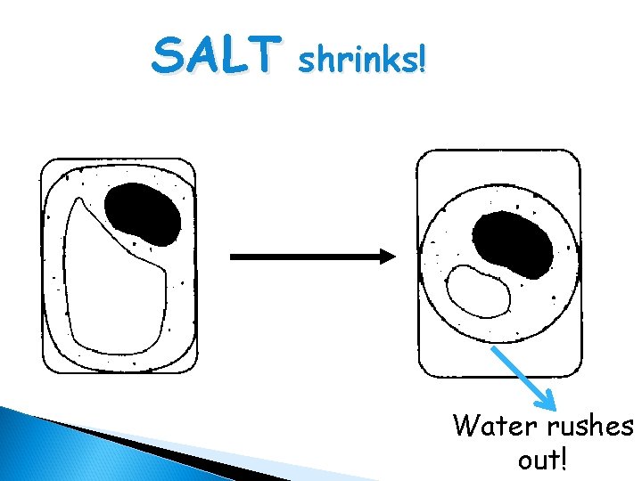 SALT shrinks! Water rushes out! 