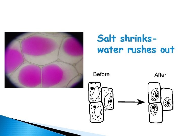 Salt shrinkswater rushes out 