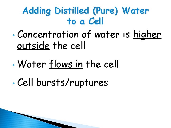 Adding Distilled (Pure) Water to a Cell • Concentration of water is higher outside