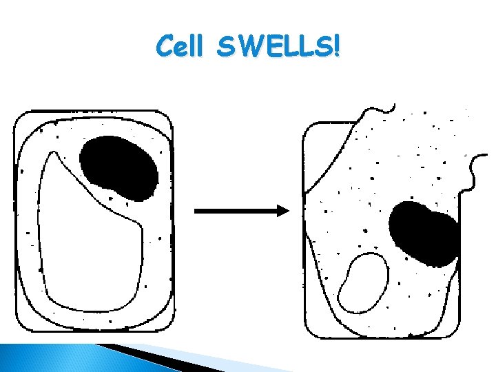 Cell SWELLS! 