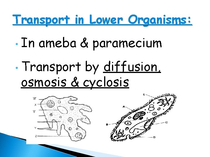 Transport in Lower Organisms: • • In ameba & paramecium Transport by diffusion, osmosis