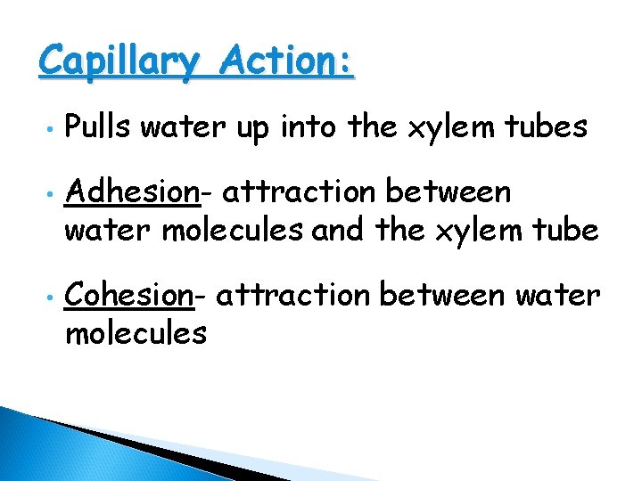 Capillary Action: • • • Pulls water up into the xylem tubes Adhesion- attraction