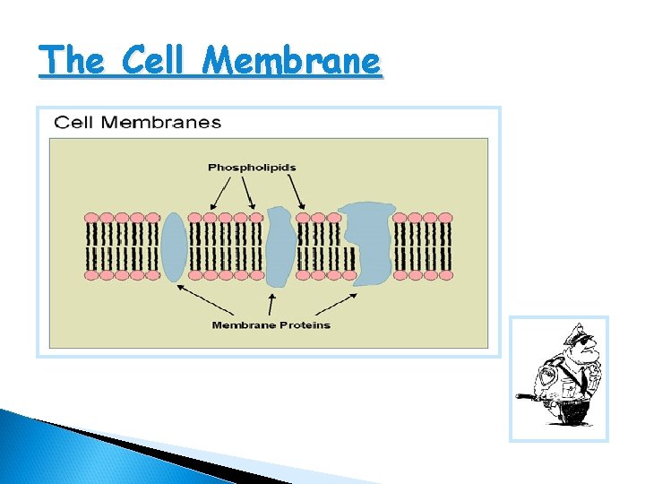 The Cell Membrane 