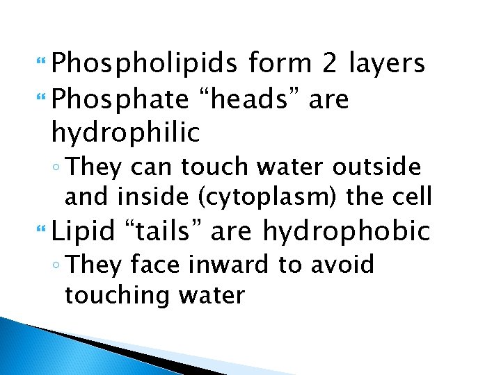  Phospholipids form 2 layers Phosphate “heads” are hydrophilic ◦ They can touch water