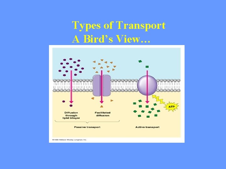 Types of Transport A Bird’s View… 