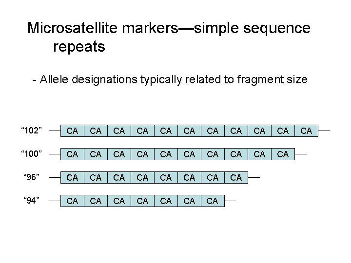 Microsatellite markers—simple sequence repeats - Allele designations typically related to fragment size “ 102”
