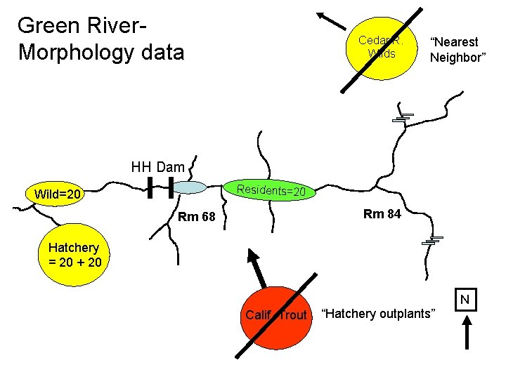 Green River. Morphology data Cedar R. Wilds “Nearest Neighbor” HH Dam Residents=20 Wild=20 Rm