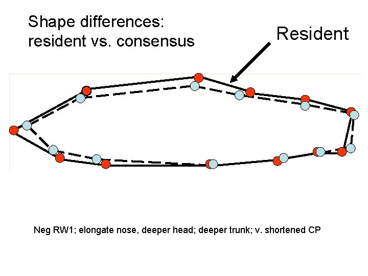 Shape differences: resident vs. consensus Resident Neg RW 1; elongate nose, deeper head; deeper