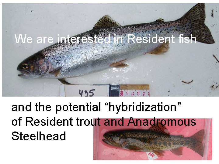 We are interested in Resident fish and the potential “hybridization” of Resident trout and