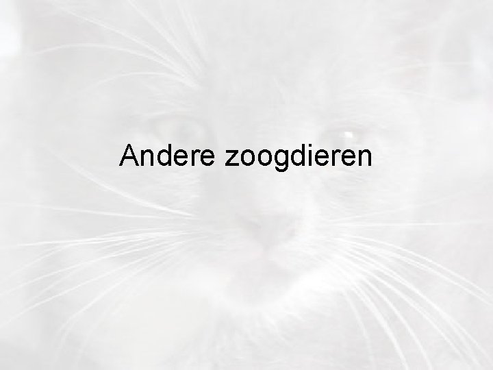 Andere zoogdieren 