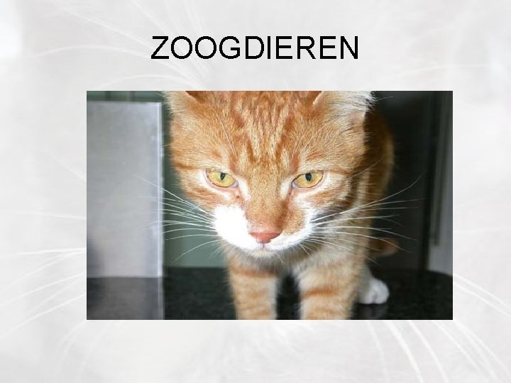 ZOOGDIEREN 