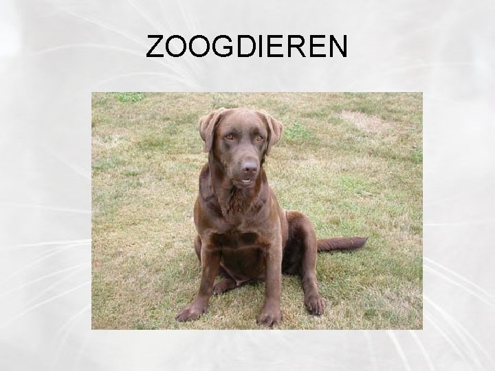 ZOOGDIEREN 