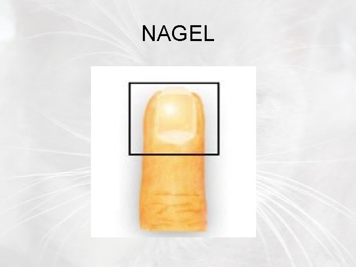 NAGEL 