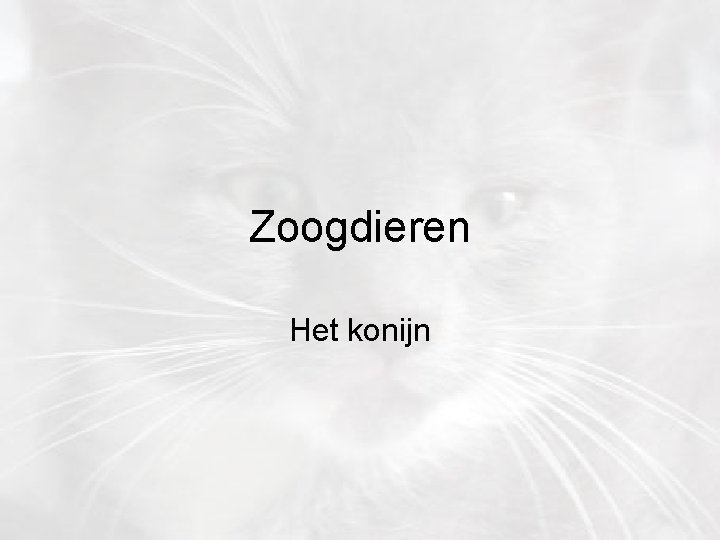 Zoogdieren Het konijn 