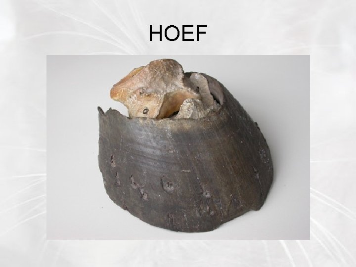 HOEF 