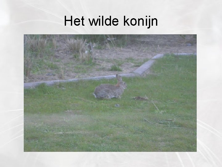 Het wilde konijn 