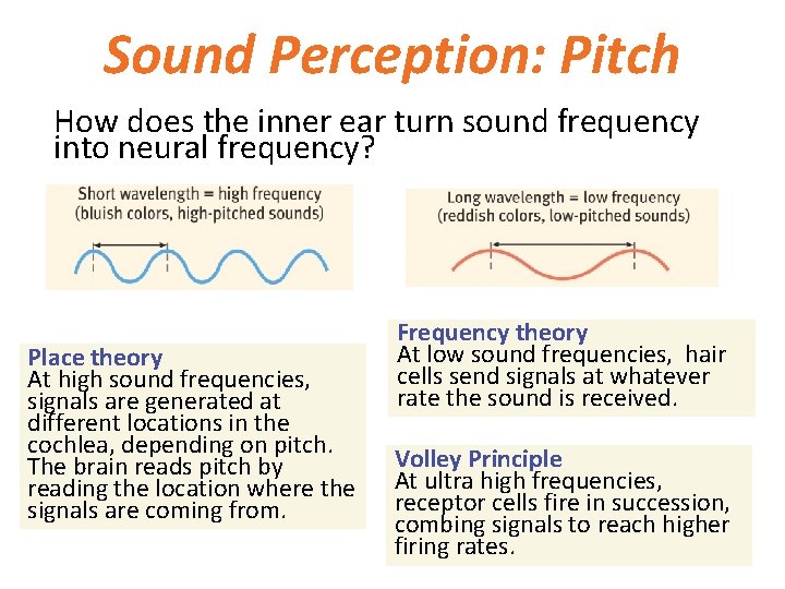 Sound Perception: Pitch How does the inner ear turn sound frequency into neural frequency?