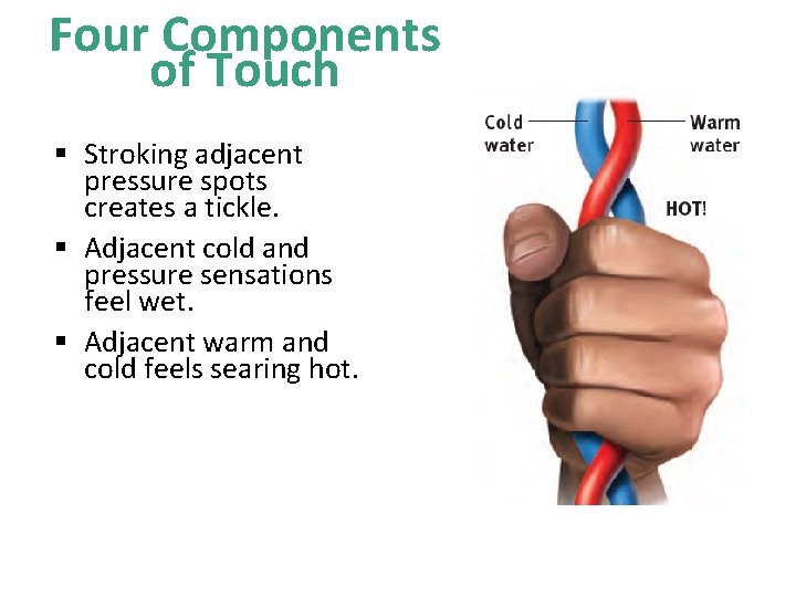 Four Components of Touch § Stroking adjacent pressure spots creates a tickle. § Adjacent