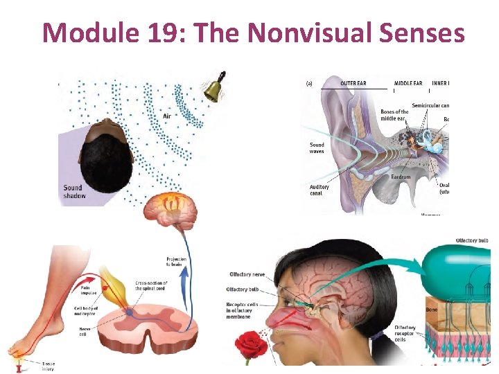 Module 19: The Nonvisual Senses 