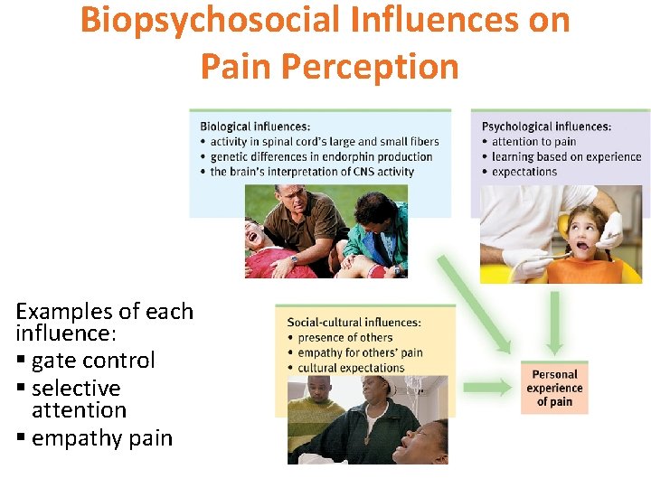Biopsychosocial Influences on Pain Perception Examples of each influence: § gate control § selective