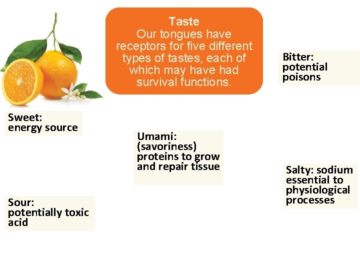 Taste Our tongues have receptors for five different types of tastes, each of which