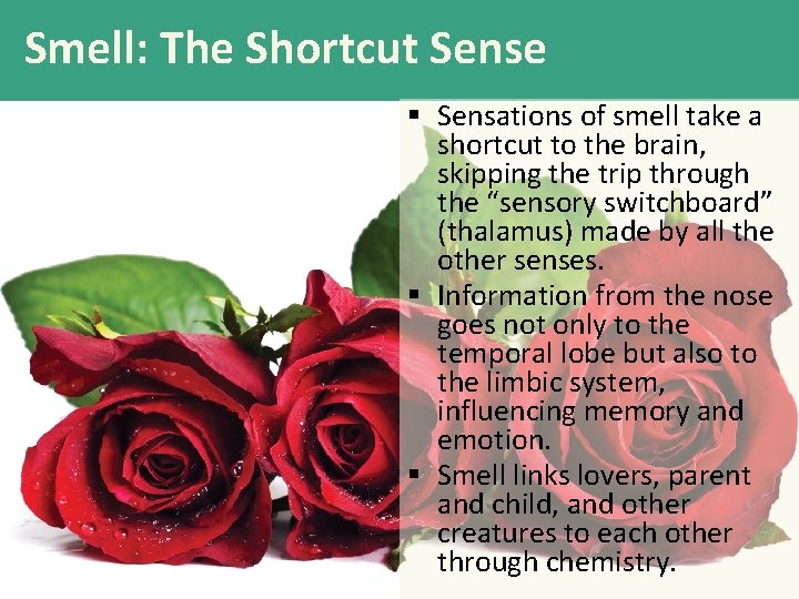 Smell: The Shortcut Sense § Sensations of smell take a shortcut to the brain,