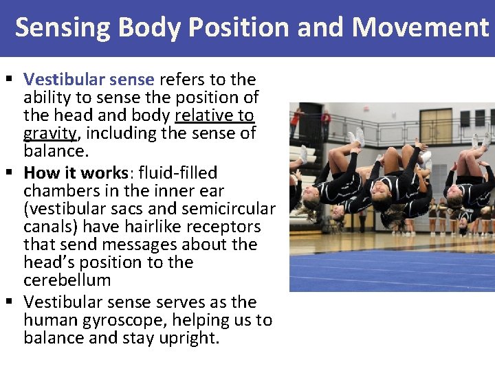Sensing Body Position and Movement § Vestibular sense refers to the ability to sense