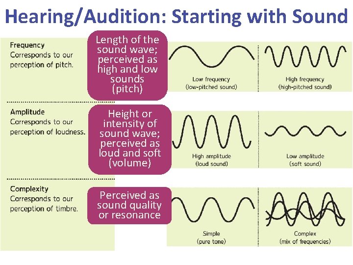 Hearing/Audition: Starting with Sound Length of the sound wave; perceived as high and low