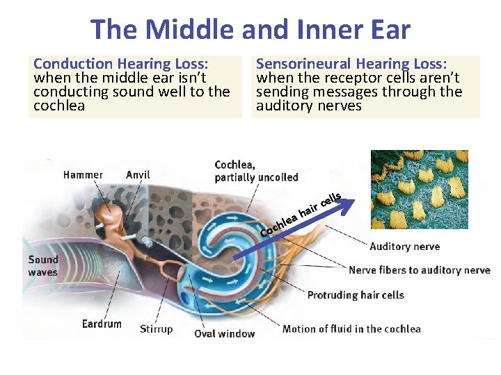 The Middle and Inner Ear Conduction Hearing Loss: when the middle ear isn’t conducting
