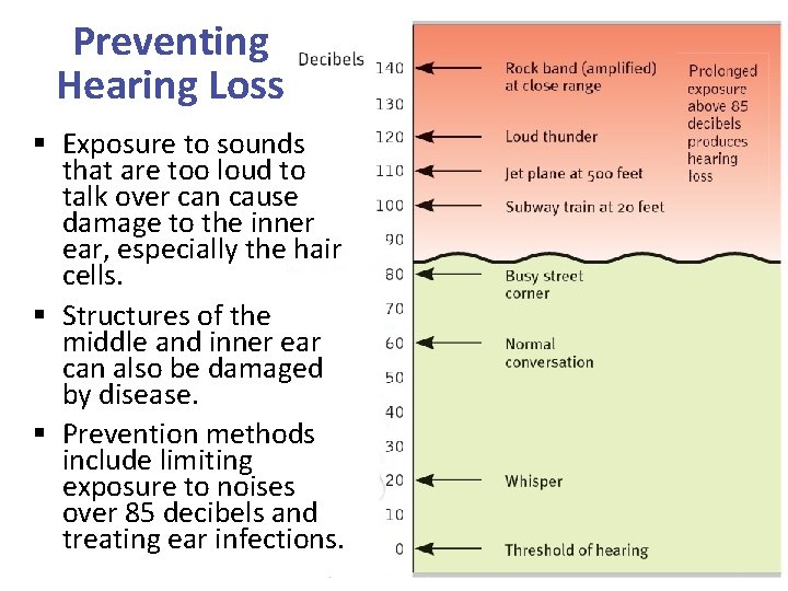 Preventing Hearing Loss § Exposure to sounds that are too loud to talk over
