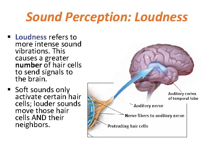 Sound Perception: Loudness § Loudness refers to more intense sound vibrations. This causes a