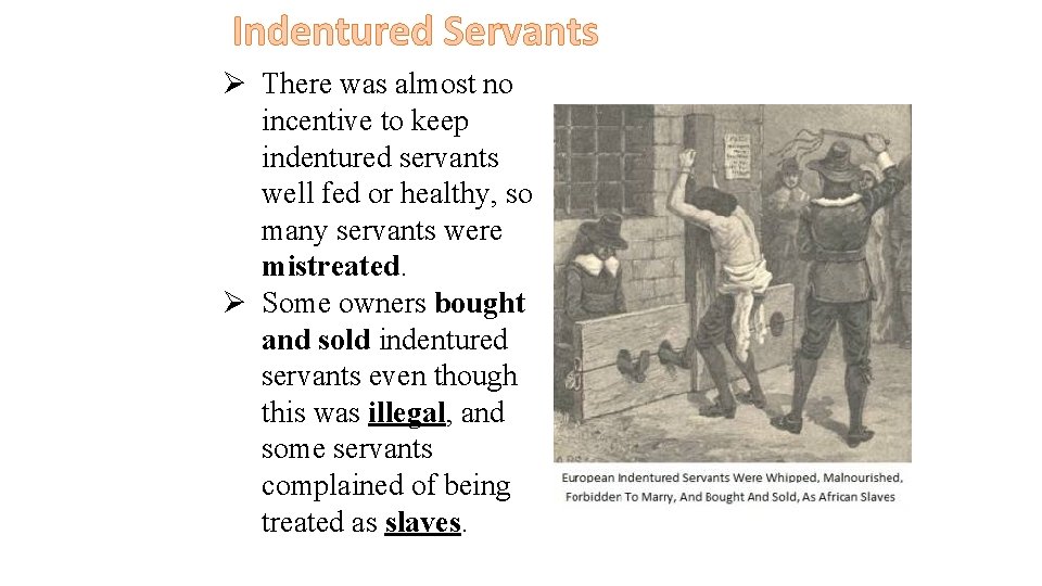 Indentured Servants Ø There was almost no incentive to keep indentured servants well fed