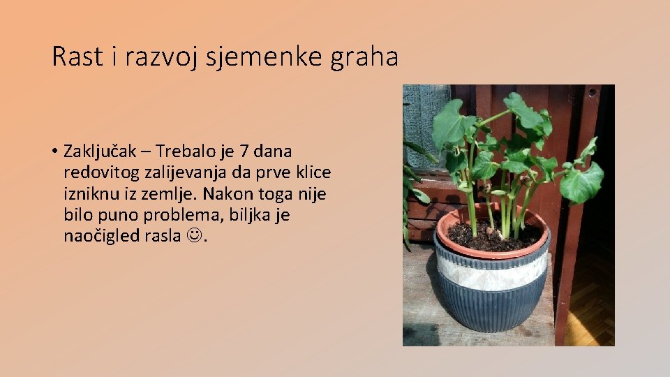 Rast i razvoj sjemenke graha • Zaključak – Trebalo je 7 dana redovitog zalijevanja