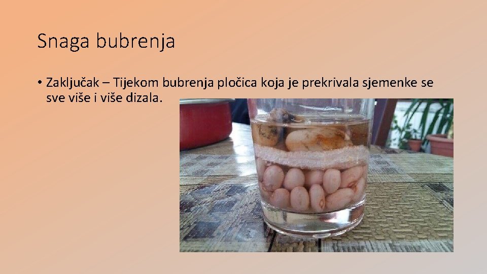 Snaga bubrenja • Zaključak – Tijekom bubrenja pločica koja je prekrivala sjemenke se sve