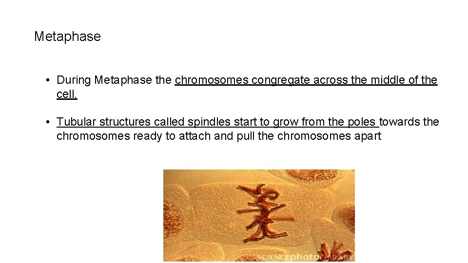 Metaphase • During Metaphase the chromosomes congregate across the middle of the cell. •