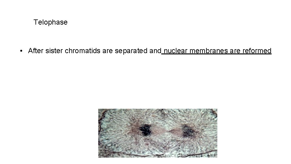 Telophase • After sister chromatids are separated and nuclear membranes are reformed 