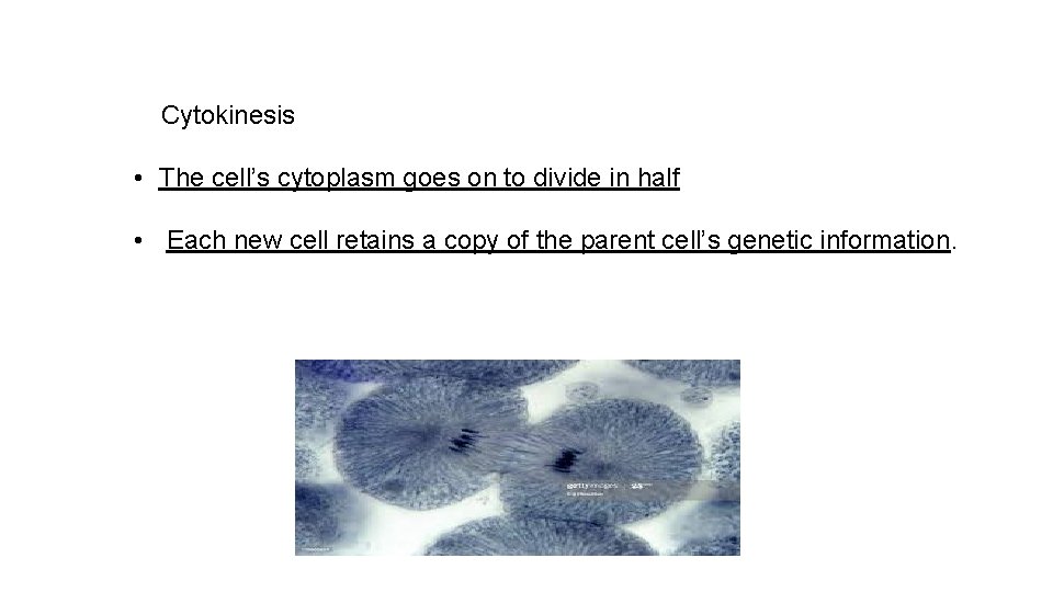 Cytokinesis • The cell’s cytoplasm goes on to divide in half • Each new