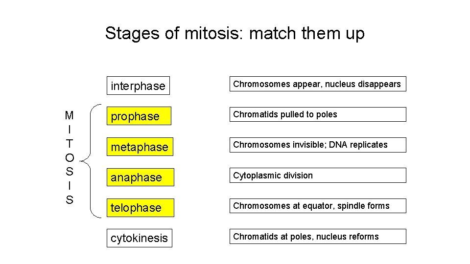 Stages of mitosis: match them up M I T O S I S interphase