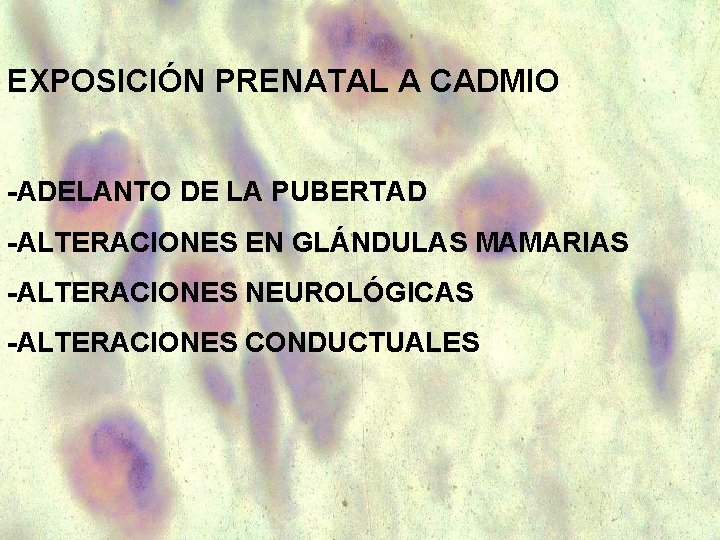 EXPOSICIÓN PRENATAL A CADMIO -ADELANTO DE LA PUBERTAD -ALTERACIONES EN GLÁNDULAS MAMARIAS -ALTERACIONES NEUROLÓGICAS