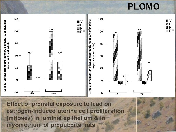 PLOMO Effect of prenatal exposure to lead on estrogen-induced uterine cell proliferation (mitoses) in