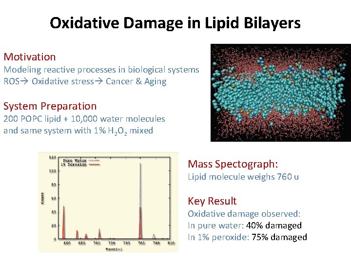 Oxidative Damage in Lipid Bilayers Motivation Modeling reactive processes in biological systems ROS Oxidative Oxidative Damage in Lipid Bilayers Motivation Modeling reactive processes in biological systems ROS Oxidative